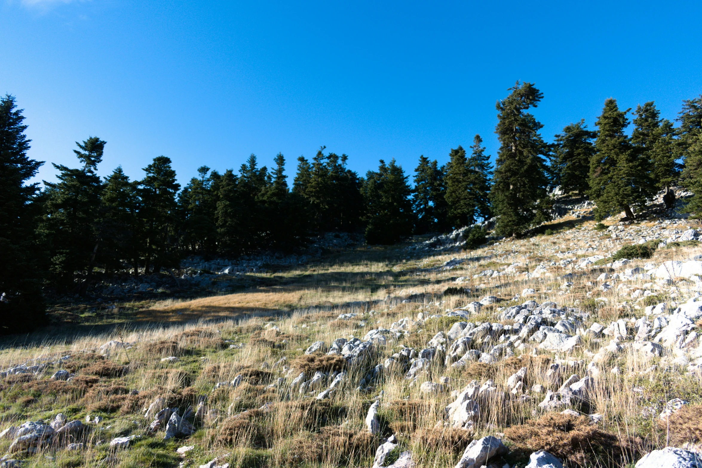 grassy hill covered in snow surrounded by trees