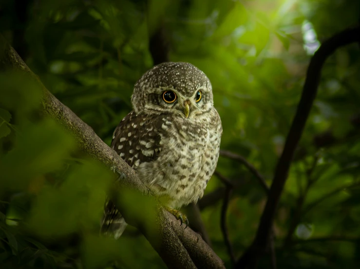 owl perched on a nch in the forest