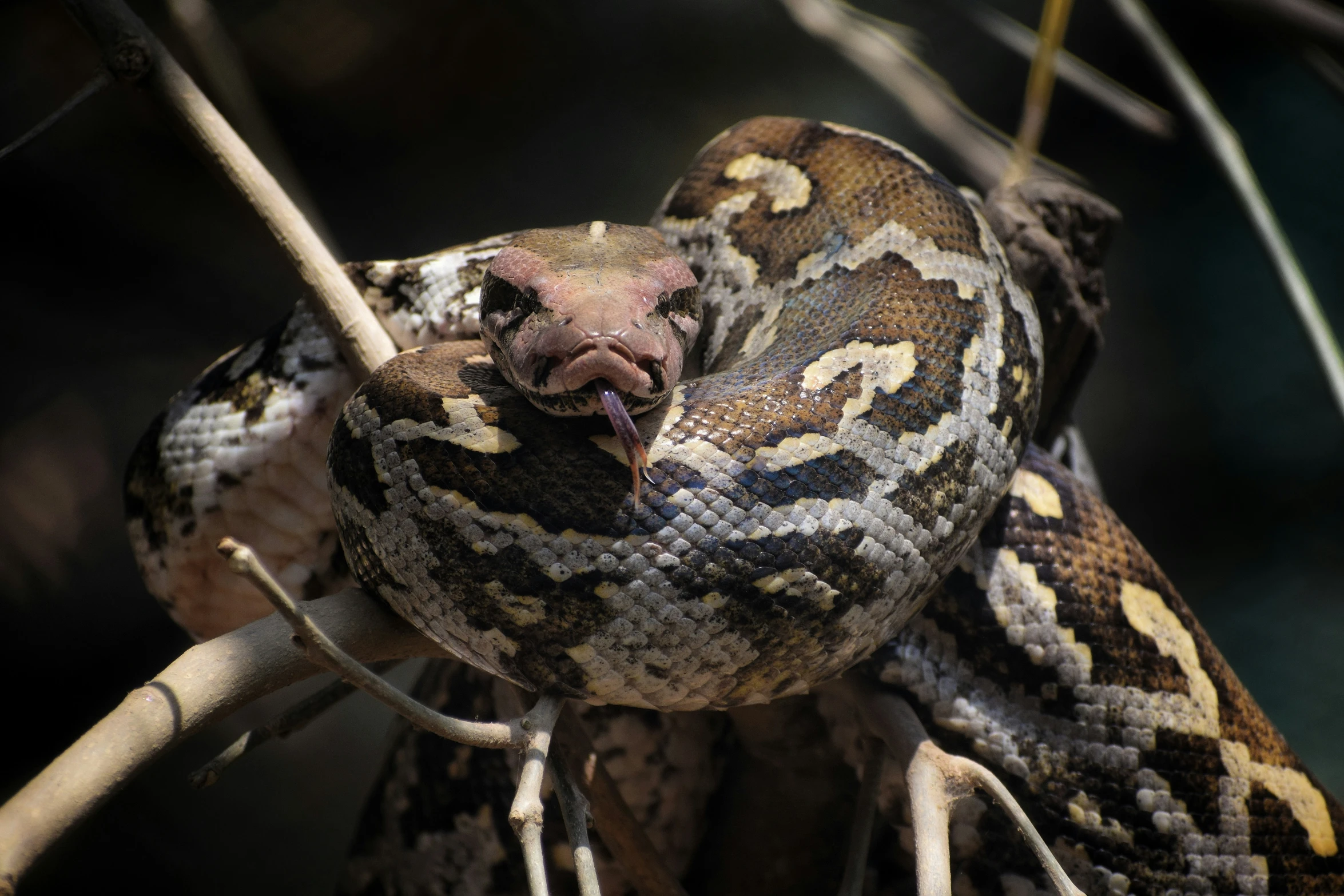 large snake hanging out on a tree nch