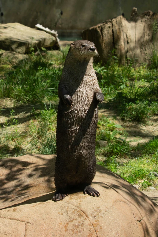 an otter in its enclosure looking up