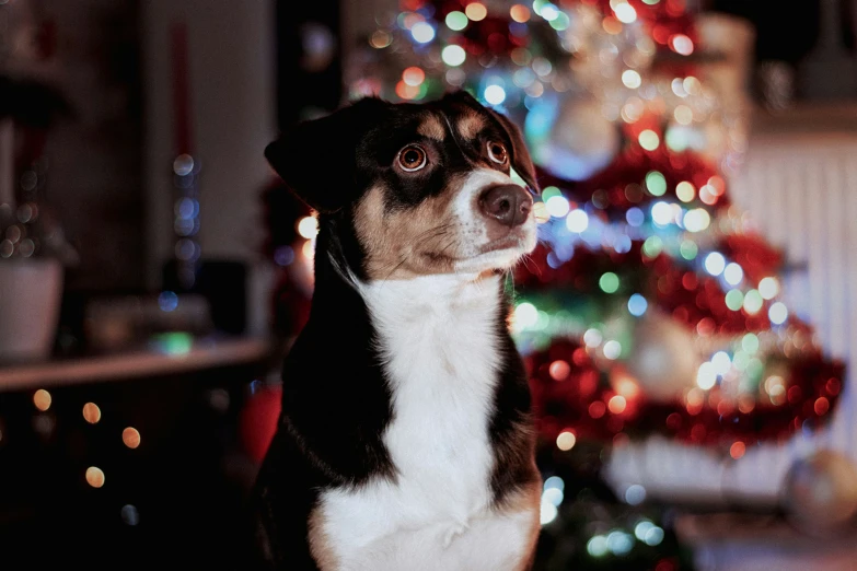 a dog sits in front of a christmas tree