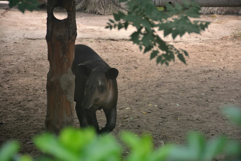 a young elephant standing next to a tree