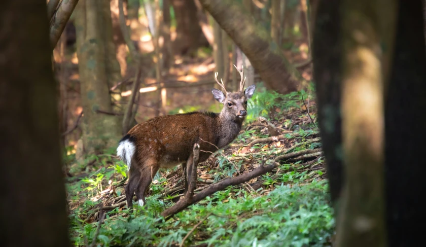 an animal standing in a forest near some trees