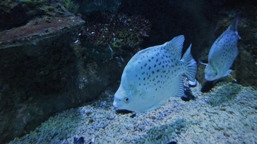 some kind of big fish on a reef near some rocks