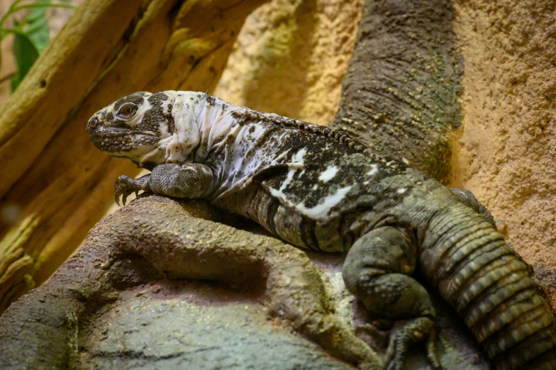 an iguana sits on a rock in a zoo exhibit