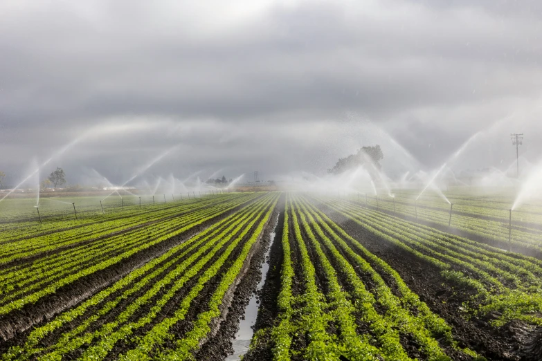 a sprinkle is in action with crops being watered by several people