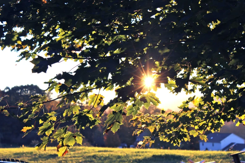 the sun shines through some trees above a park bench