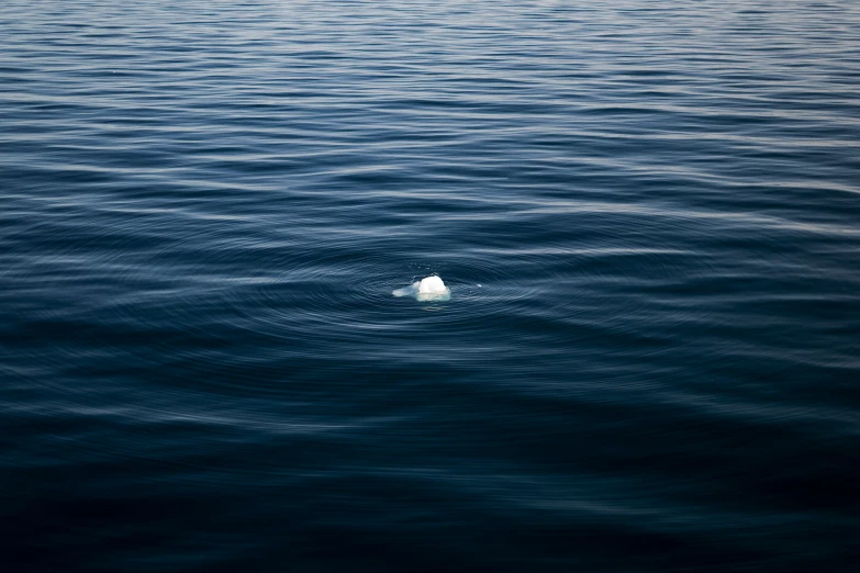 an image of an animal floating in the water