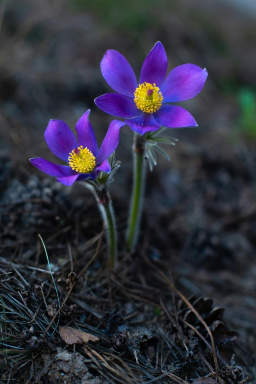 two purple flowers sitting on top of a dirt ground