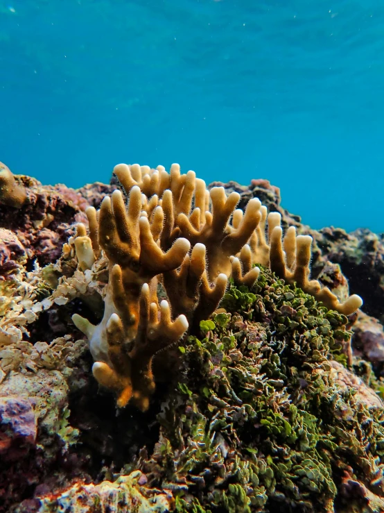 a bright orange sea anemone sits on the edge of a reef