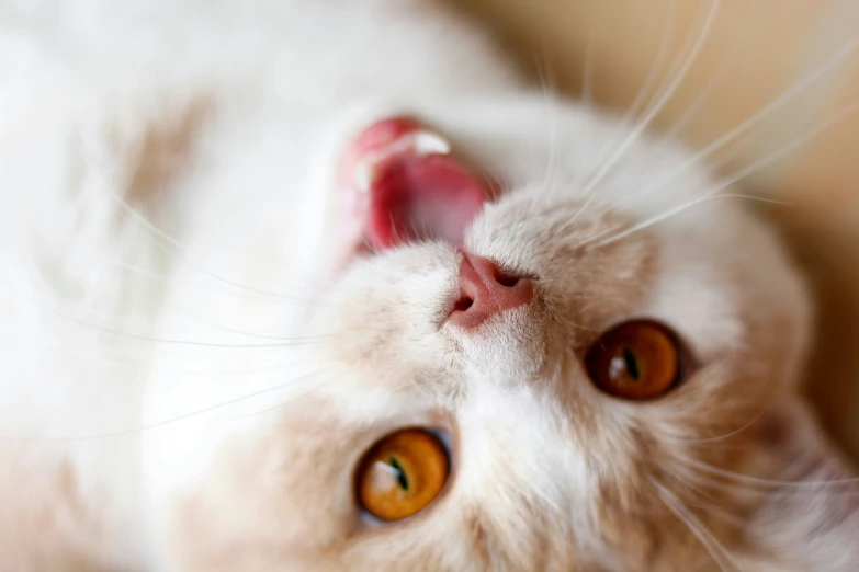 a close up of a cat laying down with its tongue out
