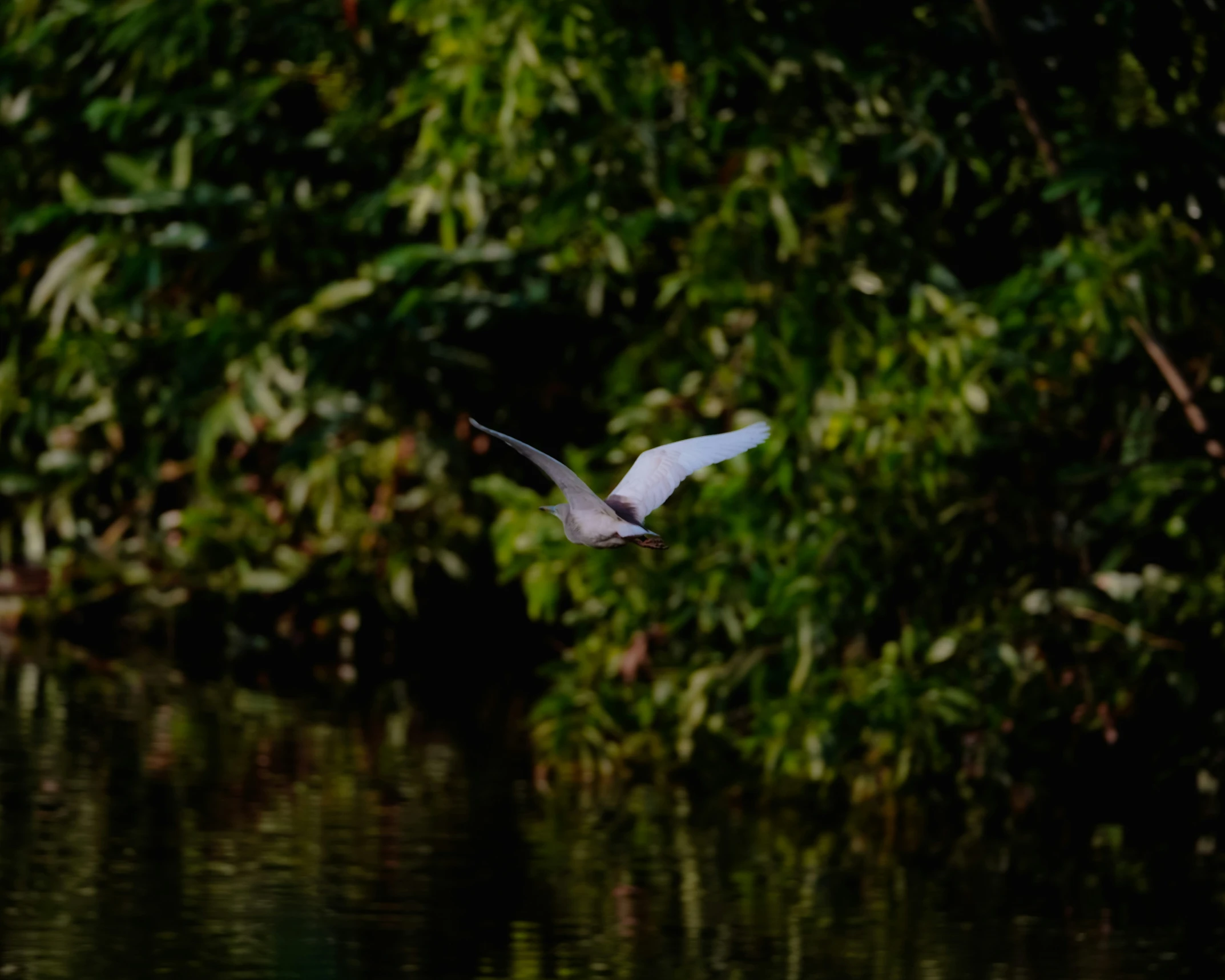 a large white bird flying over a lake