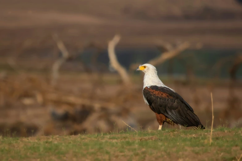 a bird standing on a grassy patch in front of trees