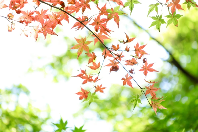 leaves hanging from the nches of a tree