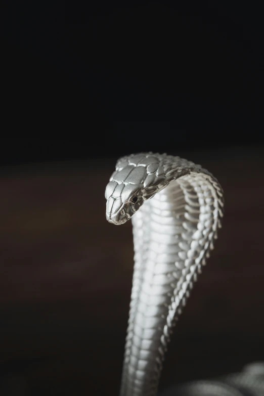 a white snake is in the dark with its head up