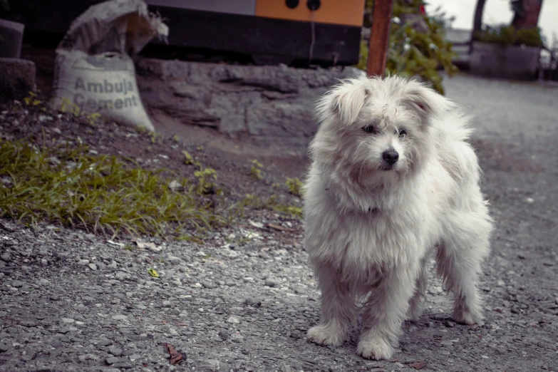 there is a very small fluffy white dog on the ground