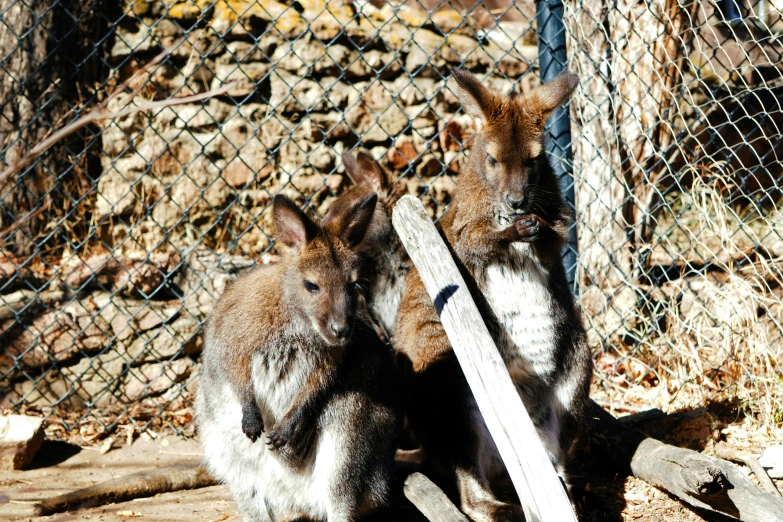 two animals with their heads propped up against the fence