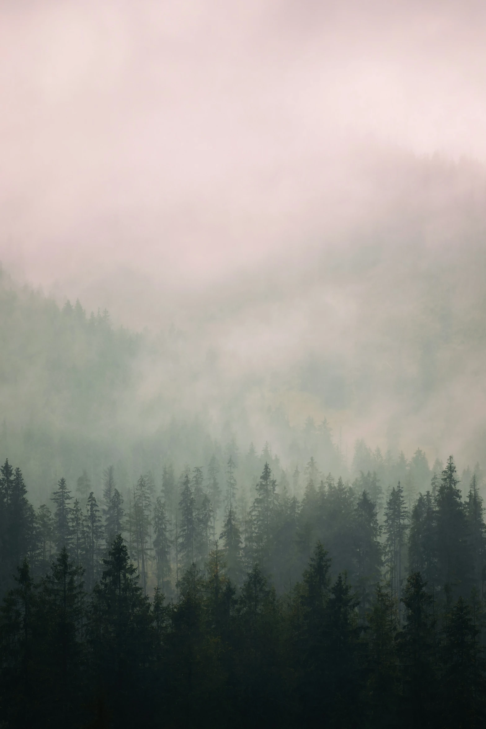 a view of some very foggy looking trees