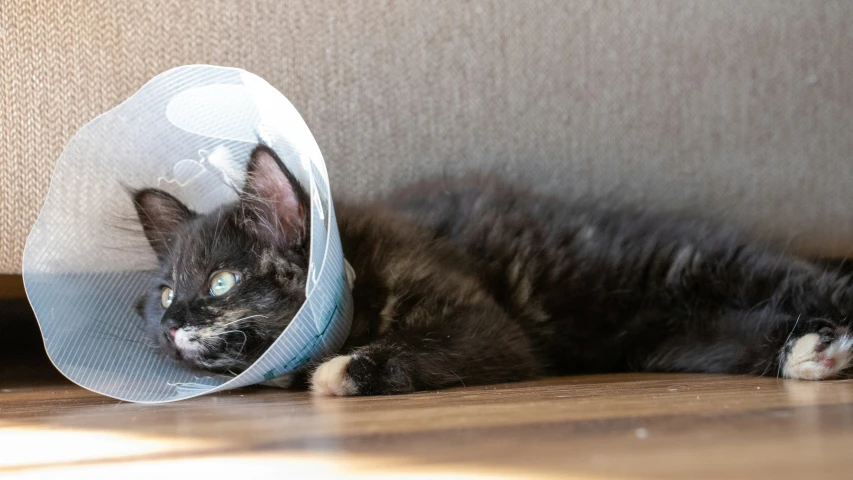 a cat with a cone covering it's head