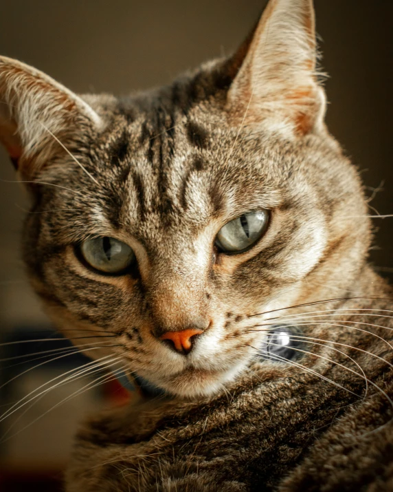 the cat is resting on the arm of the person