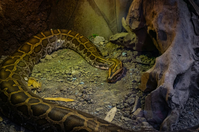 an animal in an indoor enclosure with a big snake