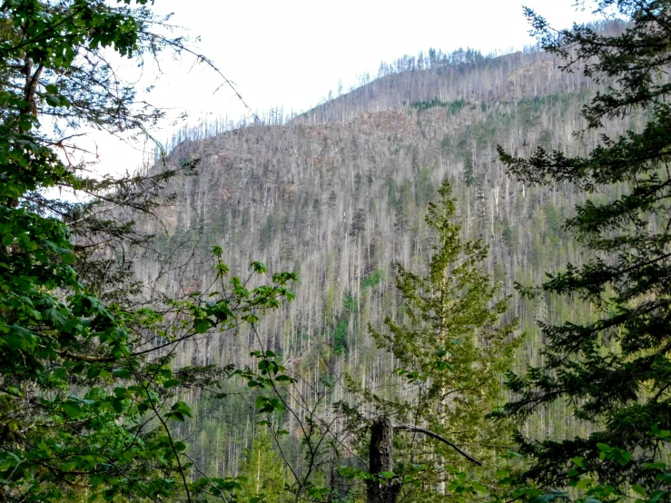 a couple of sheep are grazing in a forest