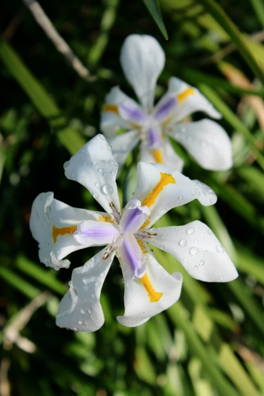 the two purple and white flowers are standing on grass