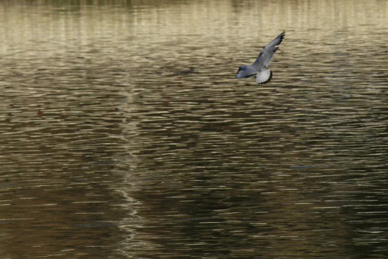 a large bird flying low over water and looking for food