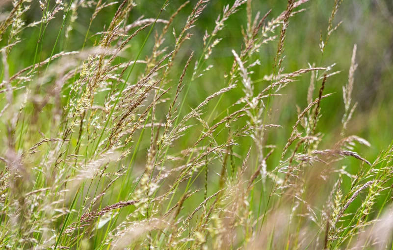 tall grass is shown with some very green leaves