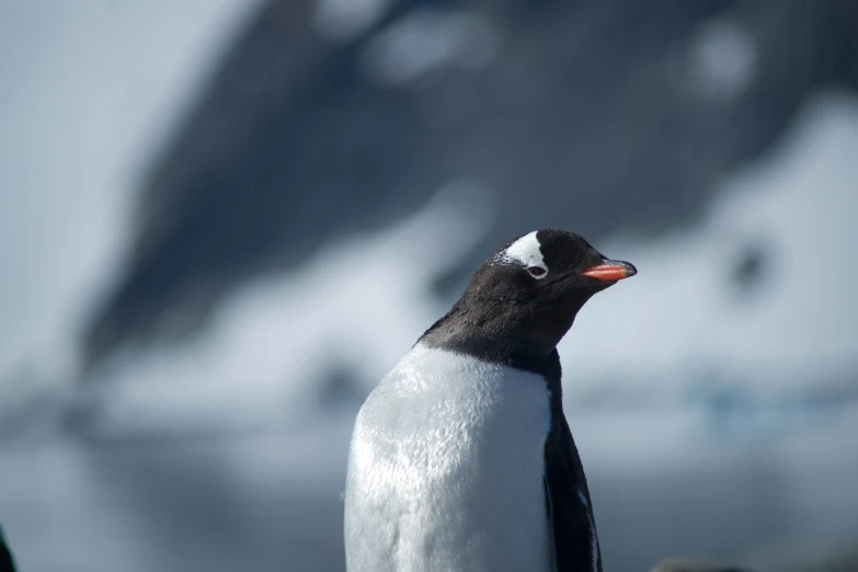 a small penguin stands on rocks in front of a glacier