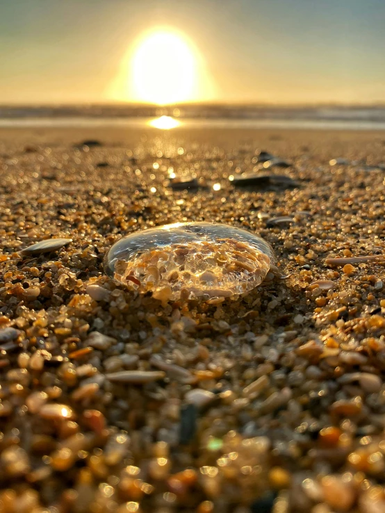an empty bottle lies on the beach with sun reflecting in the water
