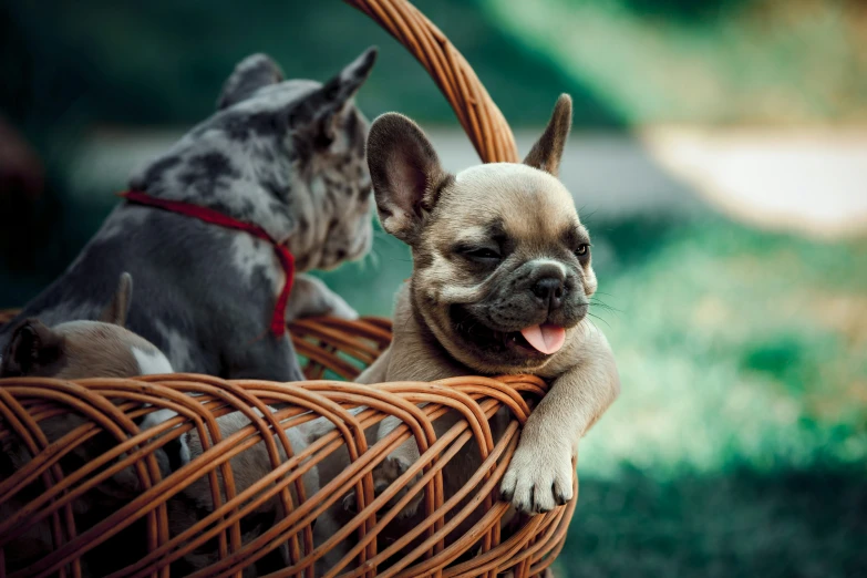 a small dog is in a basket with another dog behind it