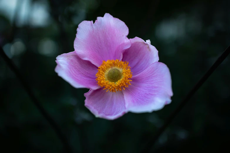 a purple flower with a yellow center next to the trees