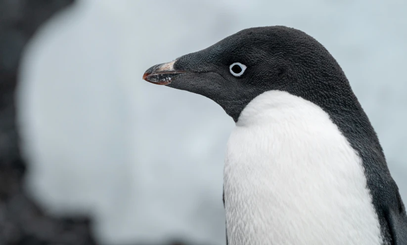 a close up of a penguin with an interesting face