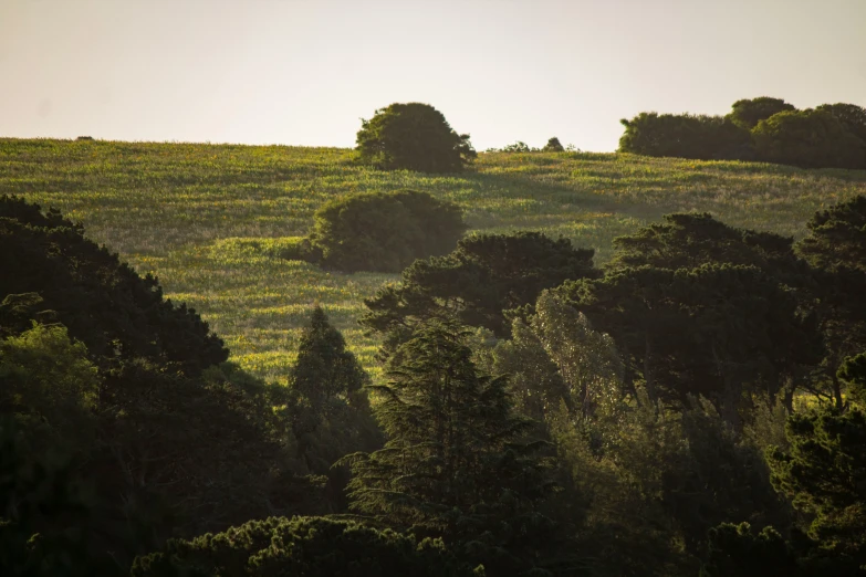 sun shining on trees on a hill