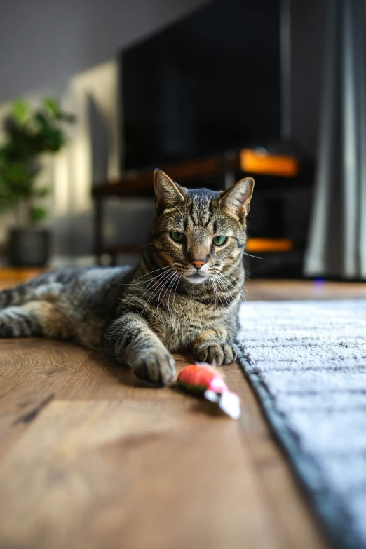 a cat with an apple toy sitting on a table