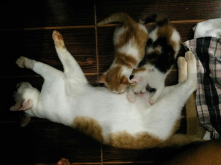 a kitten lying on its back next to another cat