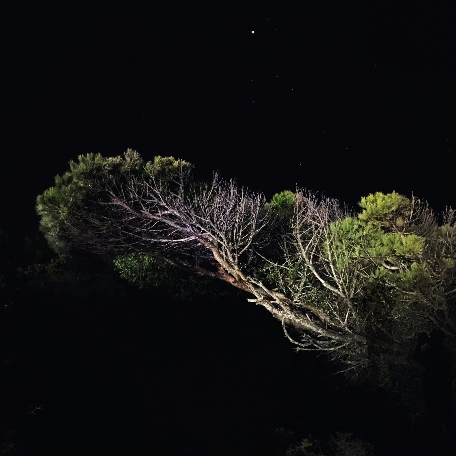 the nches of trees lit by night sky