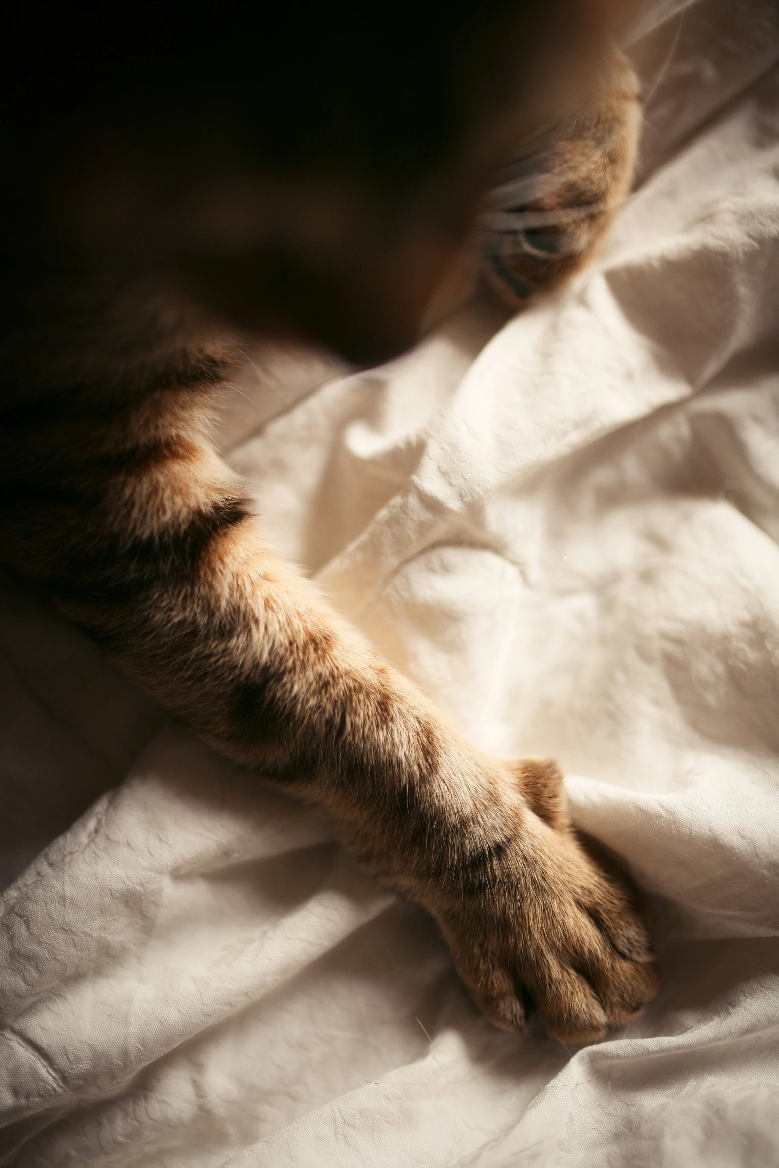 closeup of a cat lying in a bed with sheets