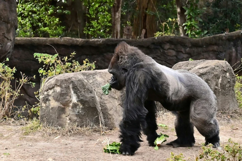 a gorilla standing in a dirt field holding a green ball