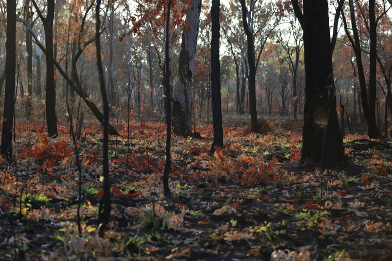 many trees in a forest with small leaves and red bushes