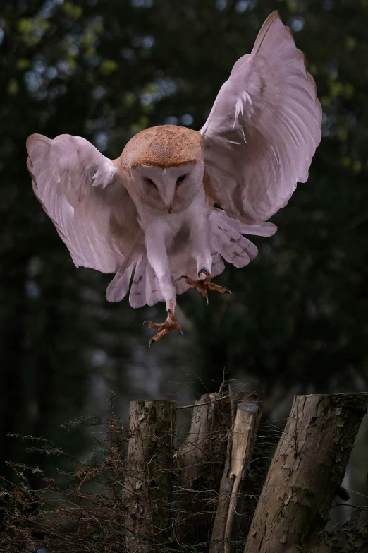 a large bird with a long talon on its hind legs