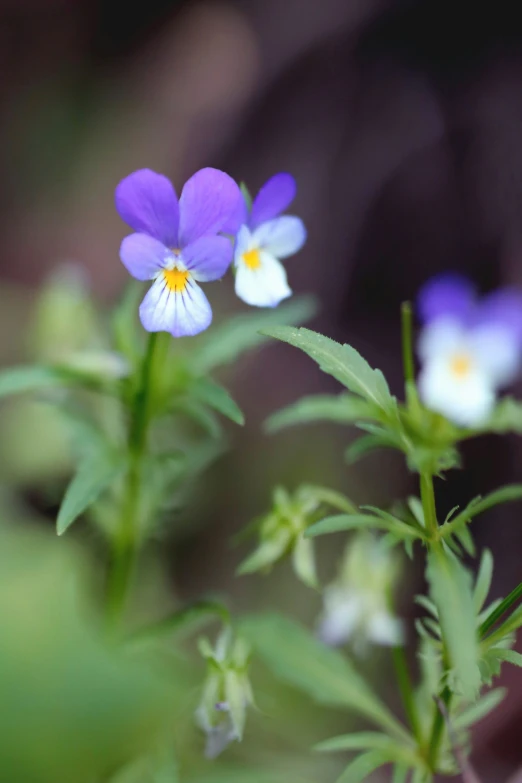 a group of flowers with purple and white petals