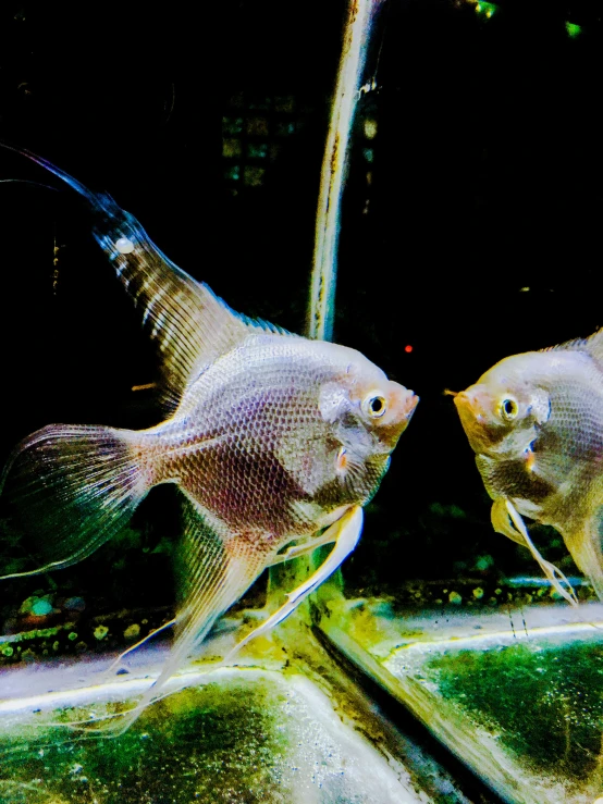 two large fish are standing together in an aquarium