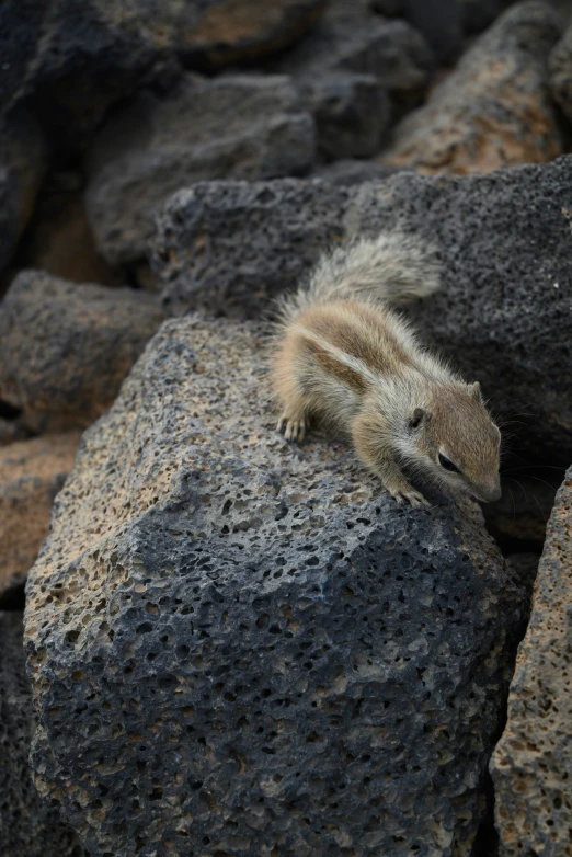 a rock climbr on a big slab with a little cute furry animal in the foreground