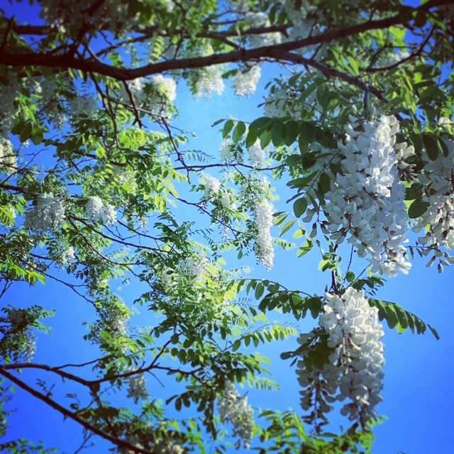 a white flowered tree is standing in the sun