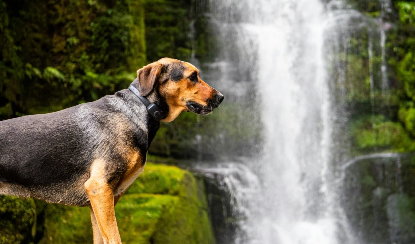a dog standing in front of a waterfall in the woods