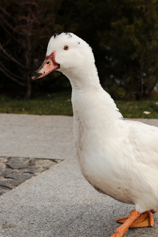 a white duck on sidewalk with trees in the background