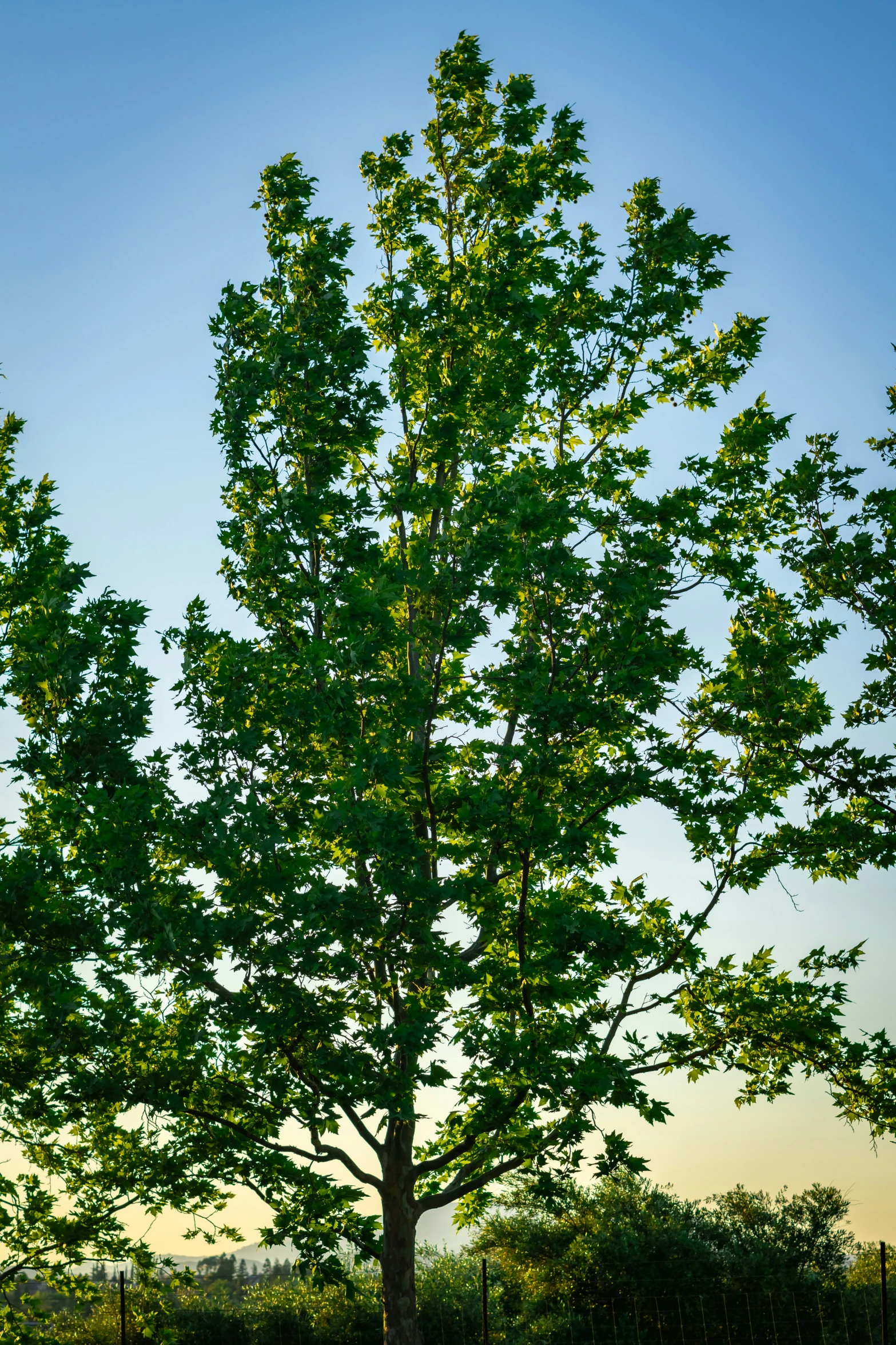 tree in field during late evening with sun shining