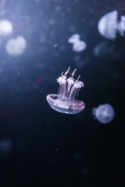 a jellyfish in a dark area with some blue and white